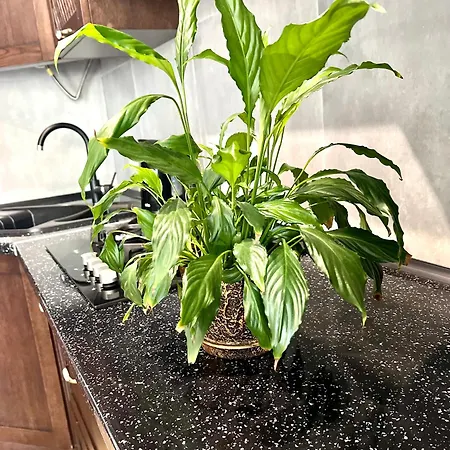 Osapart At Shevchenka 19 Street Apartment *